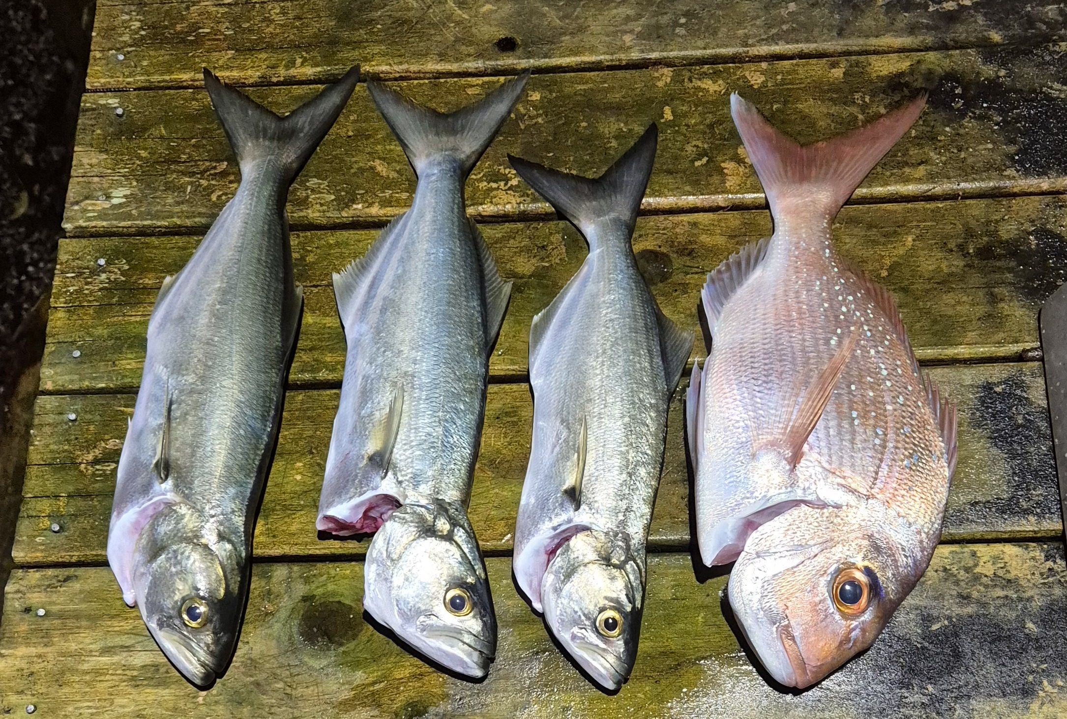 Bate Bay - Saltwater Fishing Reports - DECKEE Community