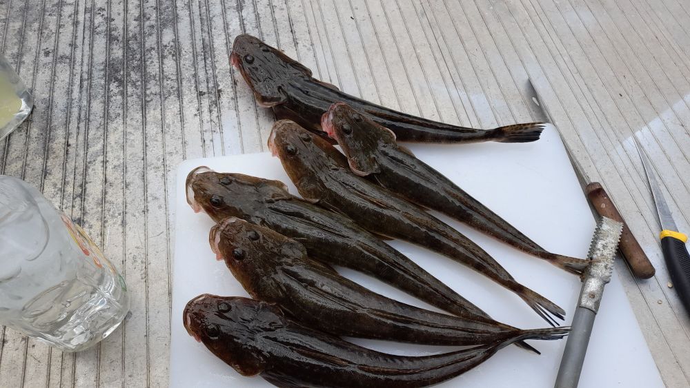 Mariah river today. - Saltwater Fishing Reports - DECKEE Community