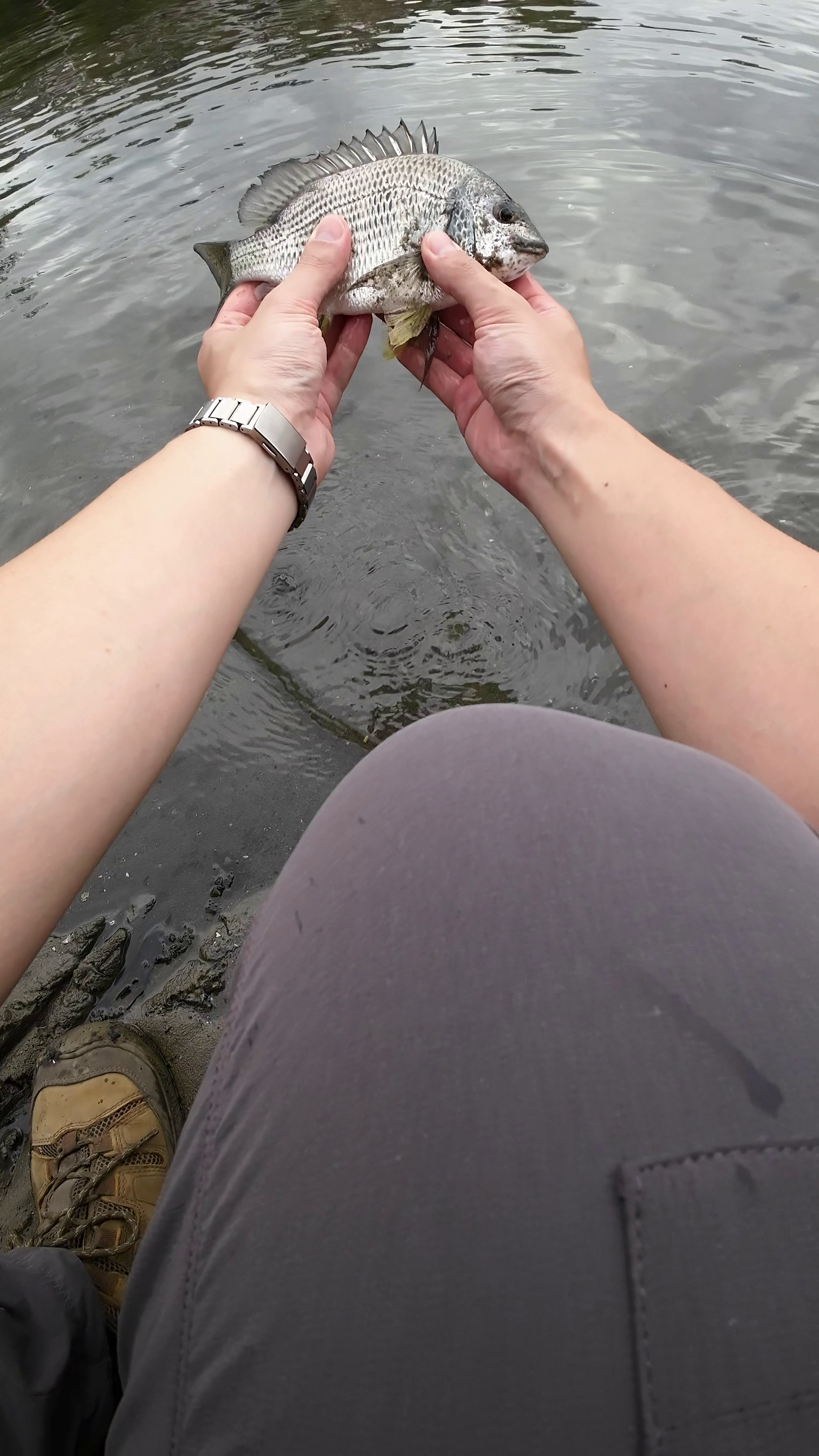Fish Busting Bust ups at my feet in Middle Harbour - Saltwater Fishing Reports ...