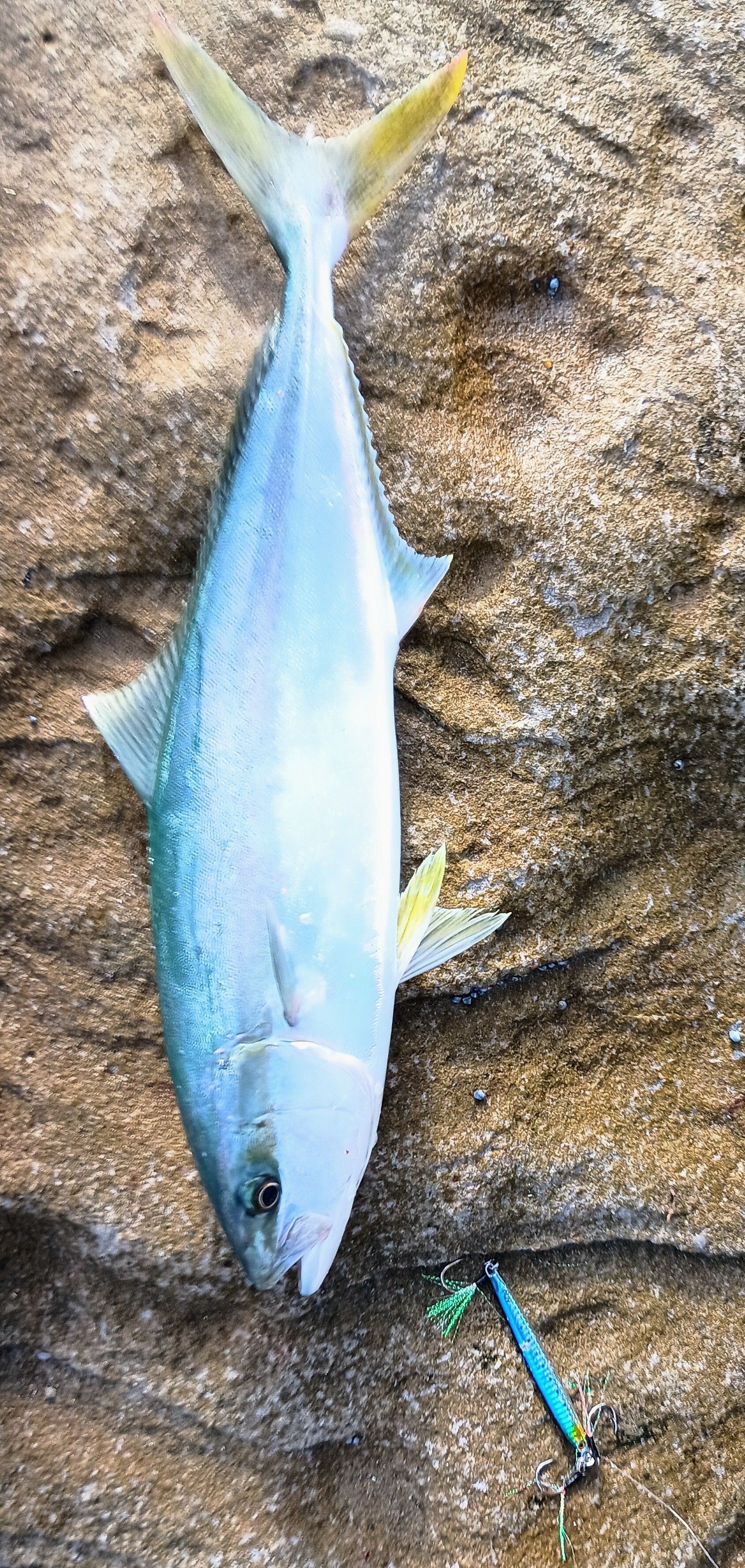 First king on lure off rocks - Saltwater Fishing Reports - DECKEE Community