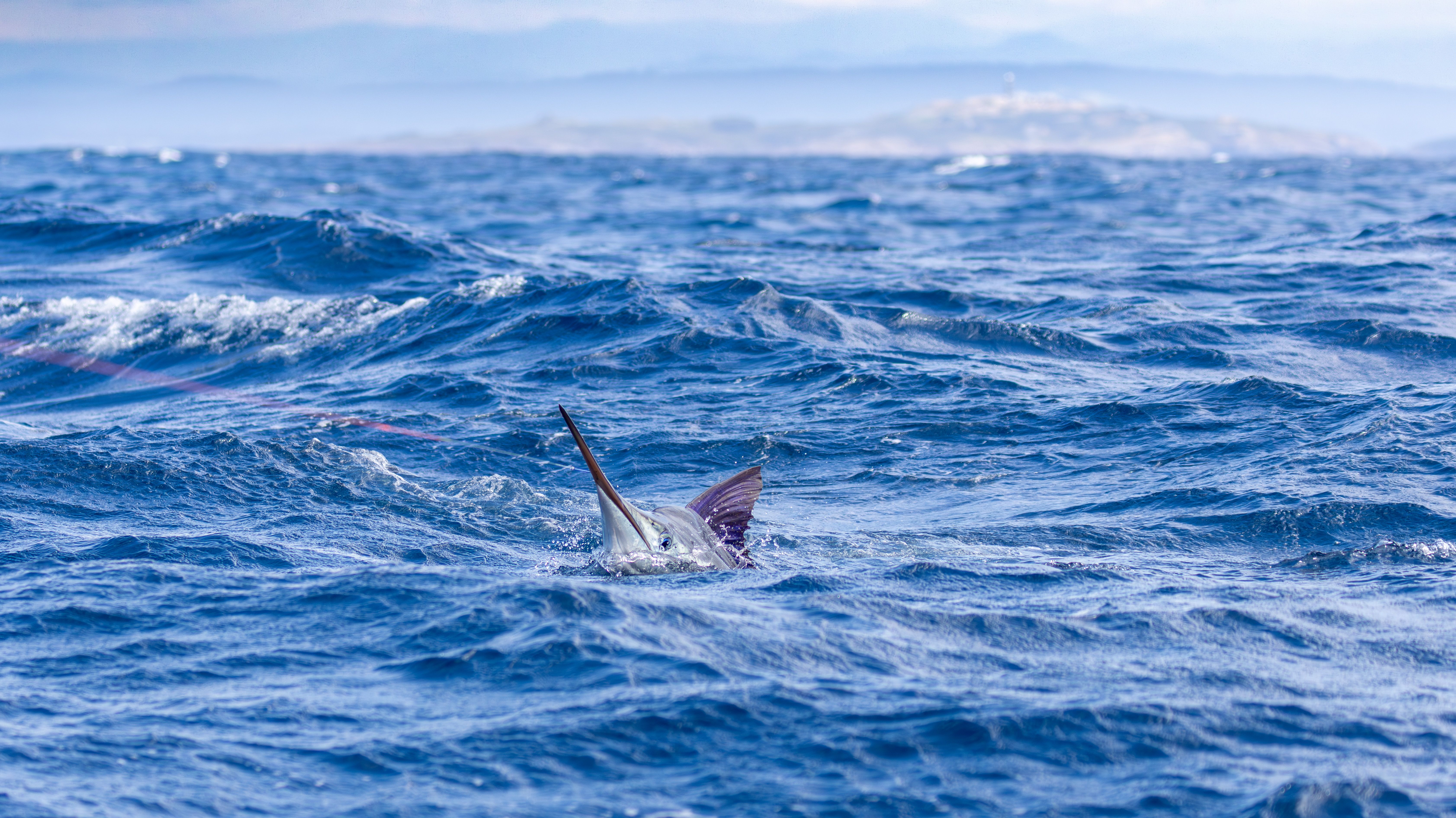 Six trips with my old Pom mate - Saltwater Fishing Reports - DECKEE ...