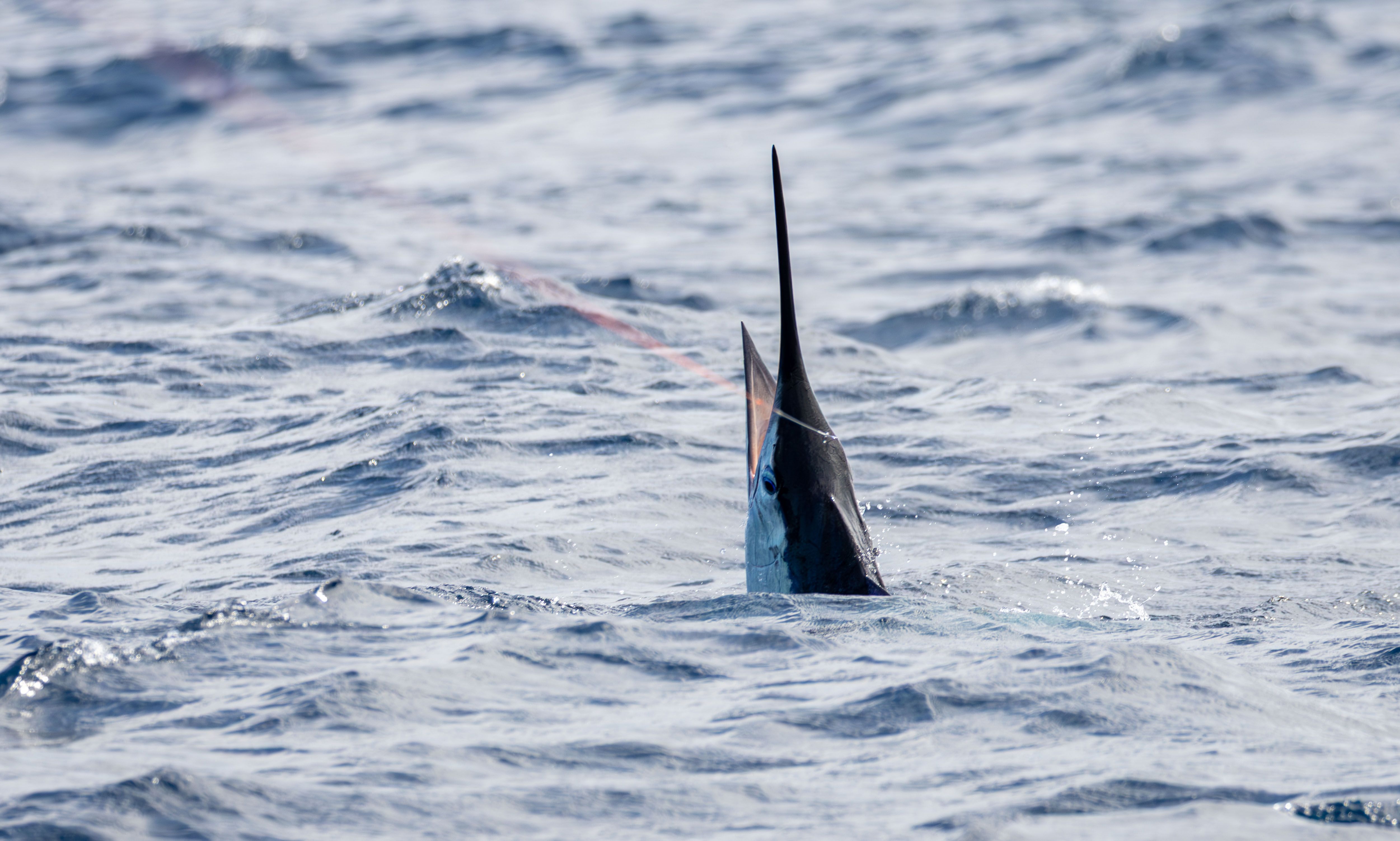 Six trips with my old Pom mate - Saltwater Fishing Reports - DECKEE ...