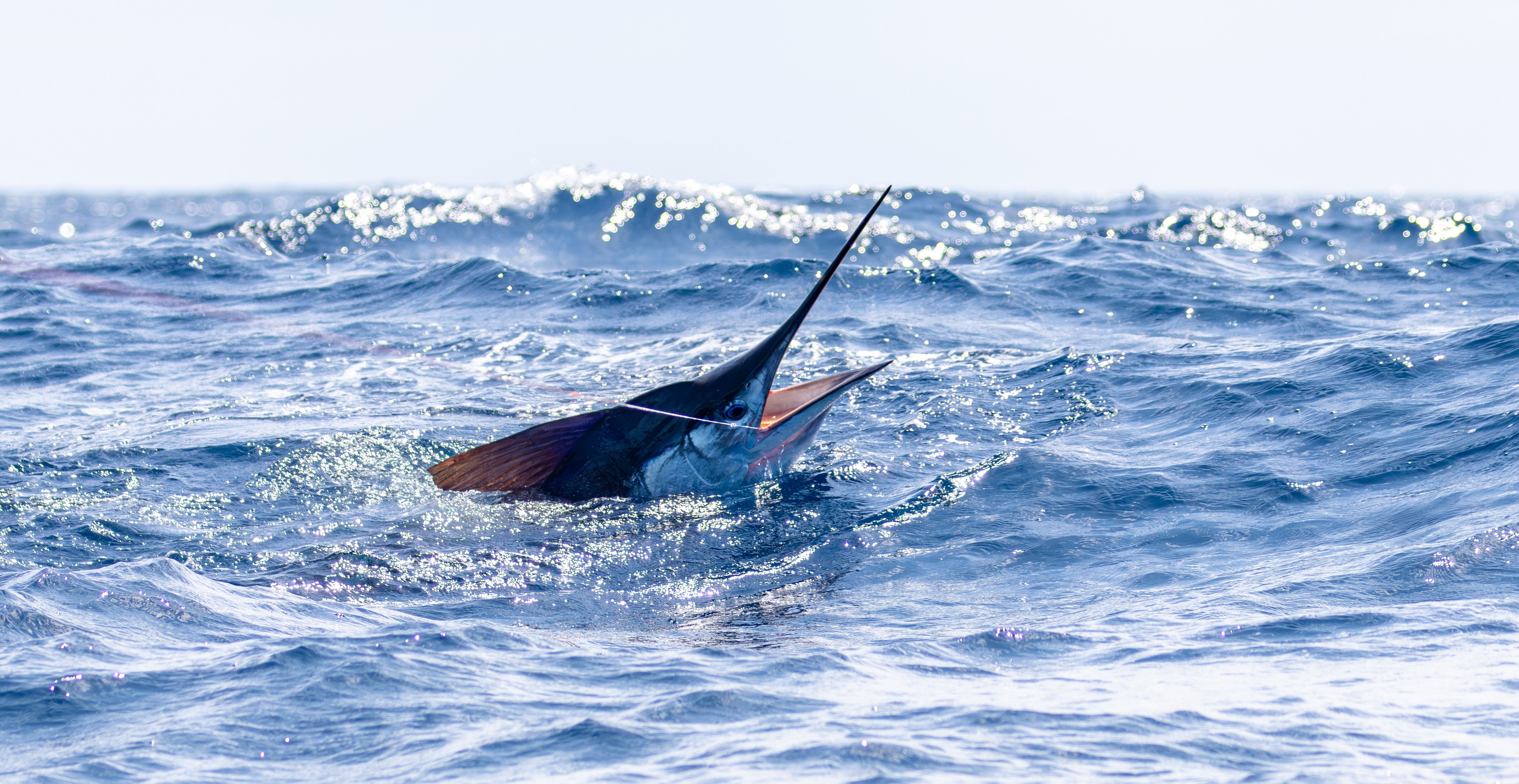 Six trips with my old Pom mate - Saltwater Fishing Reports - DECKEE ...