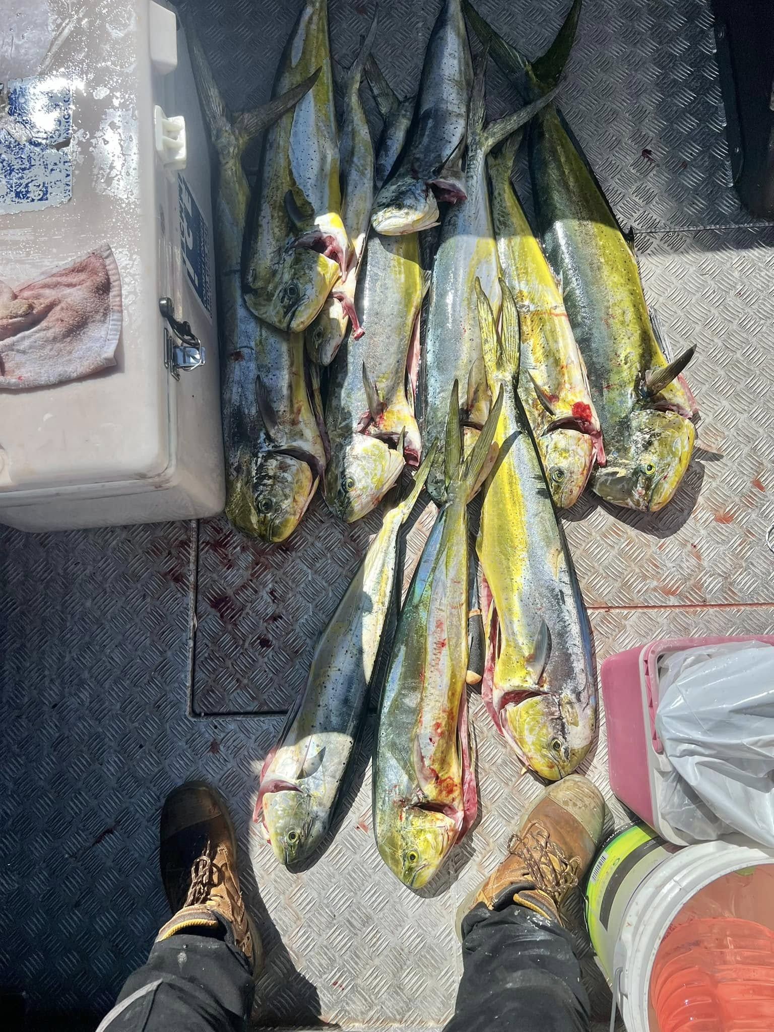 Ripper For Shell Fish Ripper Day on Mahi - Saltwater Fishing Reports - DECKEE Community