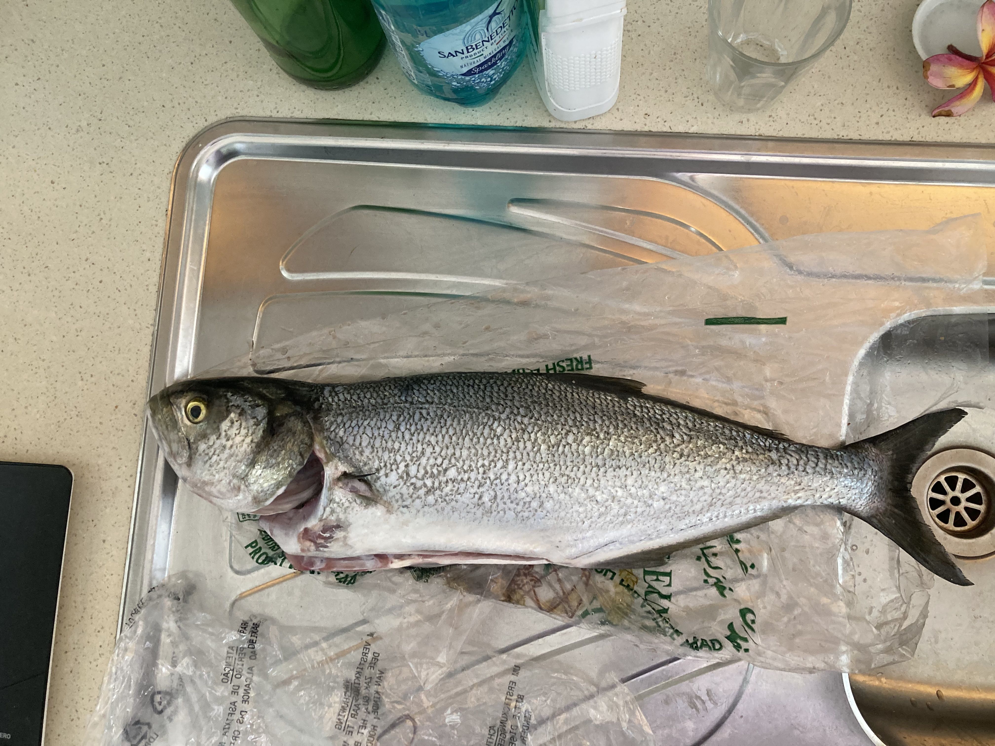 quick fish turned into an allnighter - Saltwater Fishing Reports ...
