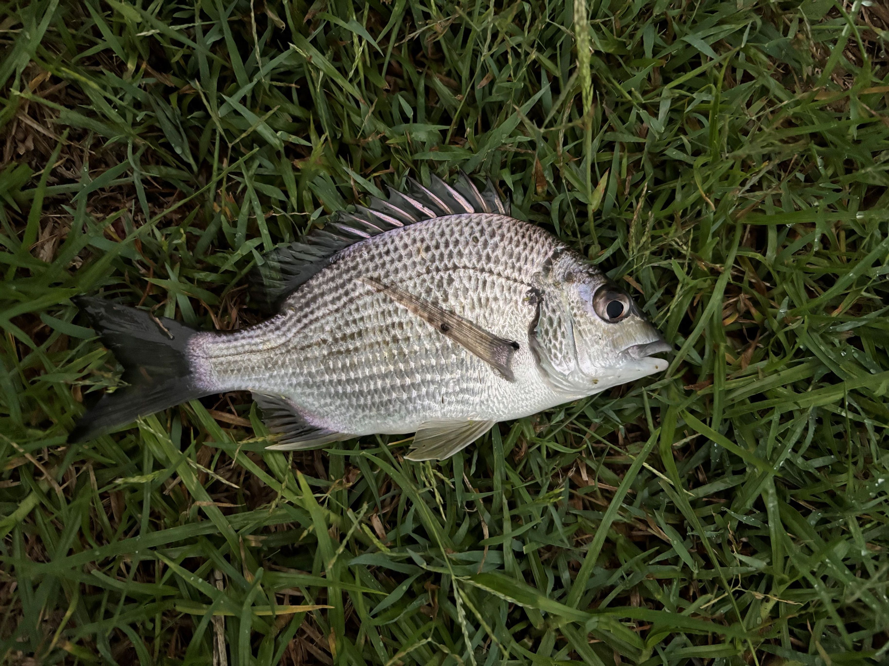 If you're contemplating going fishing, just do it! - Saltwater Fishing ...