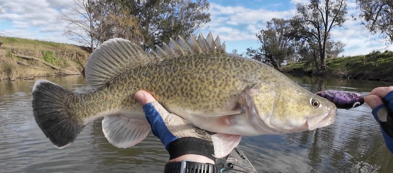 Bothering The Cod Again!! - Freshwater Fishing Reports - DECKEE Community