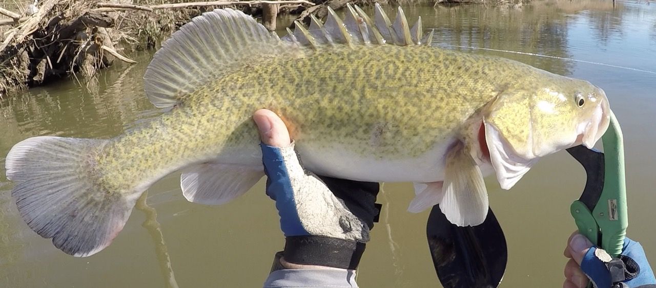 Excited Cod Fish Bothering The Cod Again!! - Freshwater Fishing Reports - DECKEE Community