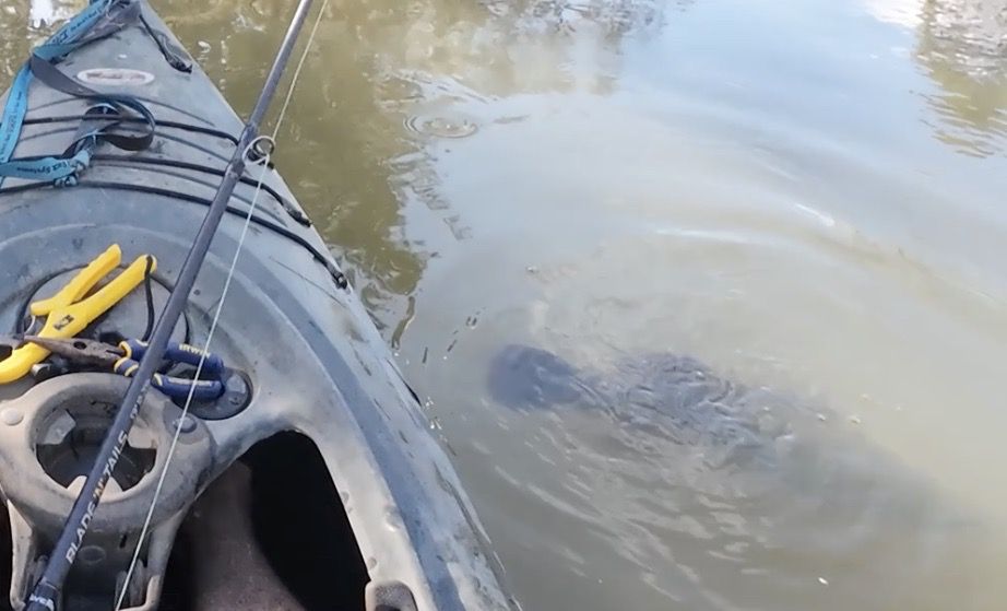 Cod Fishaways Bothering The Cod Again!! - Freshwater Fishing Reports - DECKEE Community
