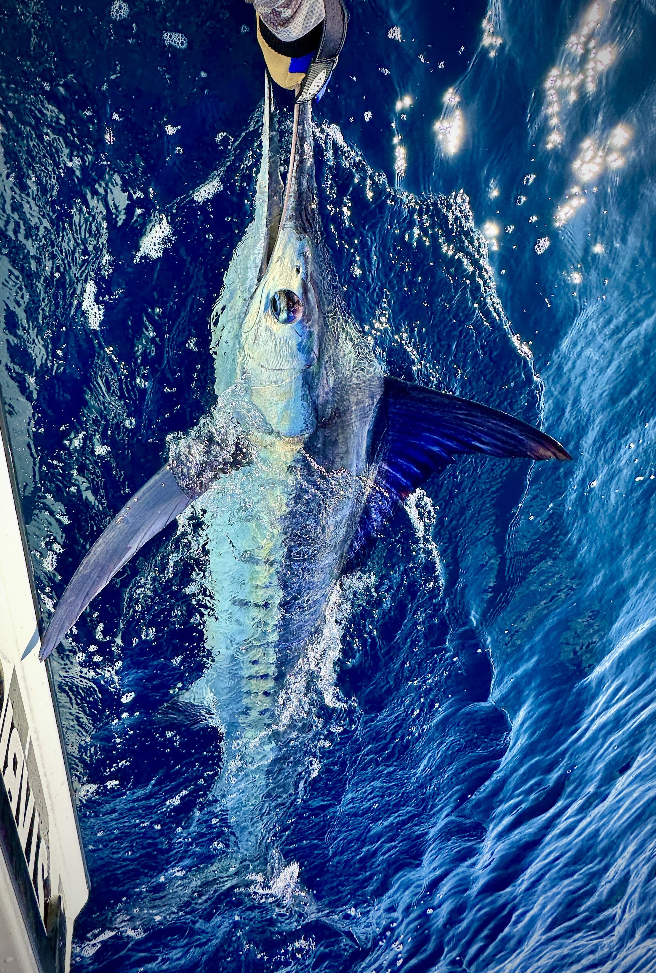 Fish Busting Any whispers of offshore Tuna? - Saltwater Fishing Chat - DECKEE Community
