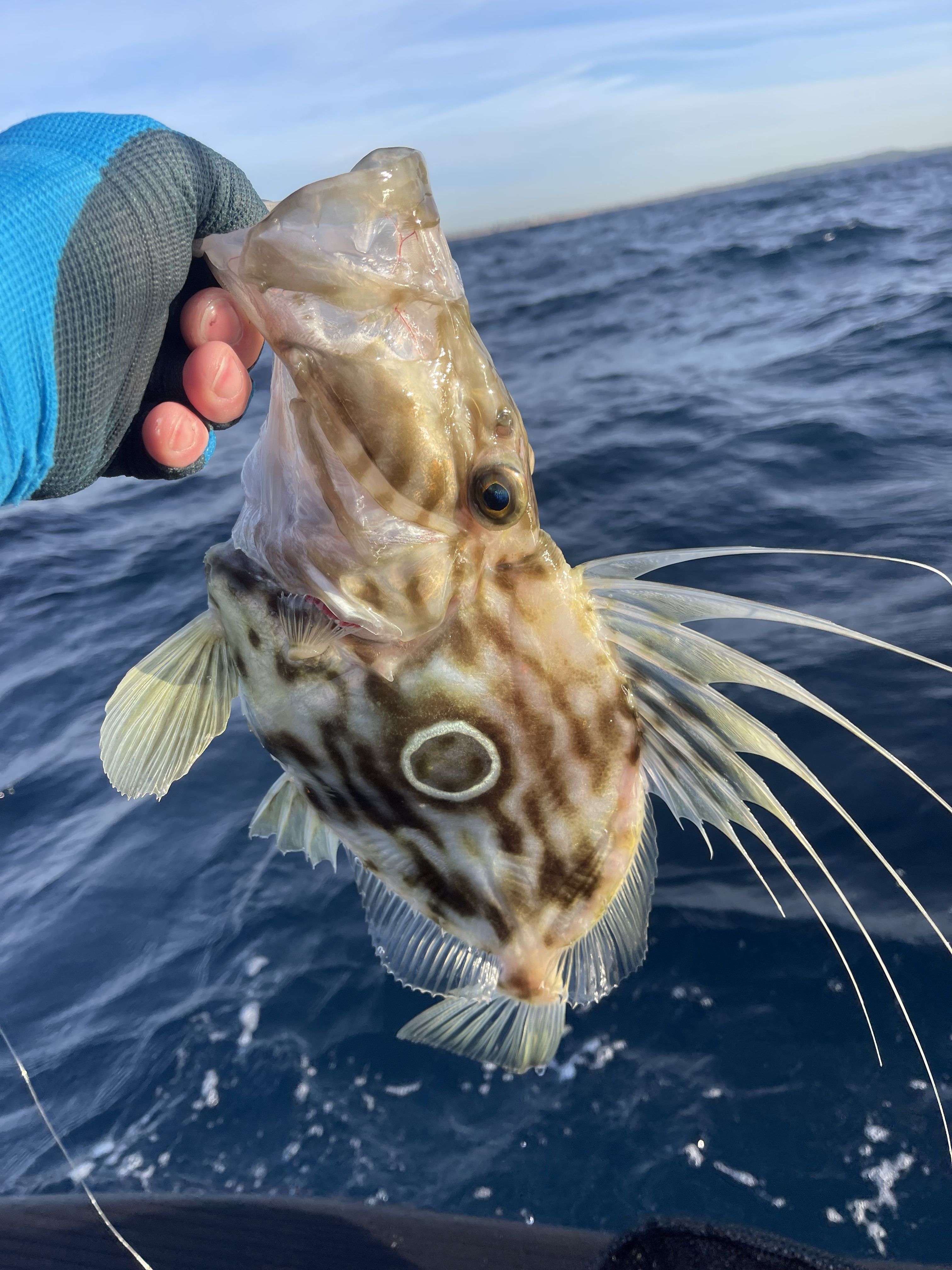 Johnny Roche Fish Fishing for Johnny - Saltwater Fishing Reports - DECKEE Community