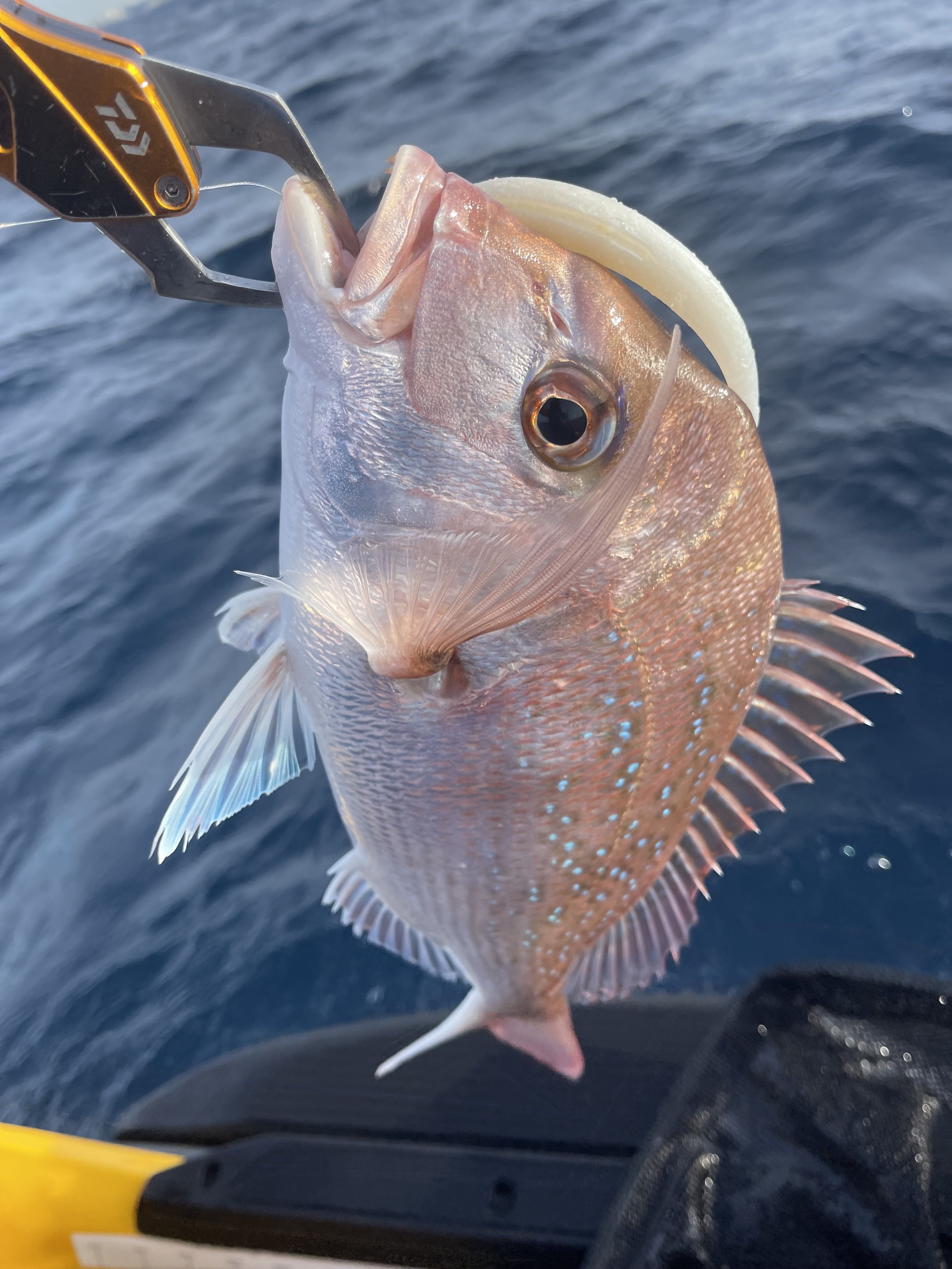 Fishing for Johnny - Saltwater Fishing Reports - DECKEE Community
