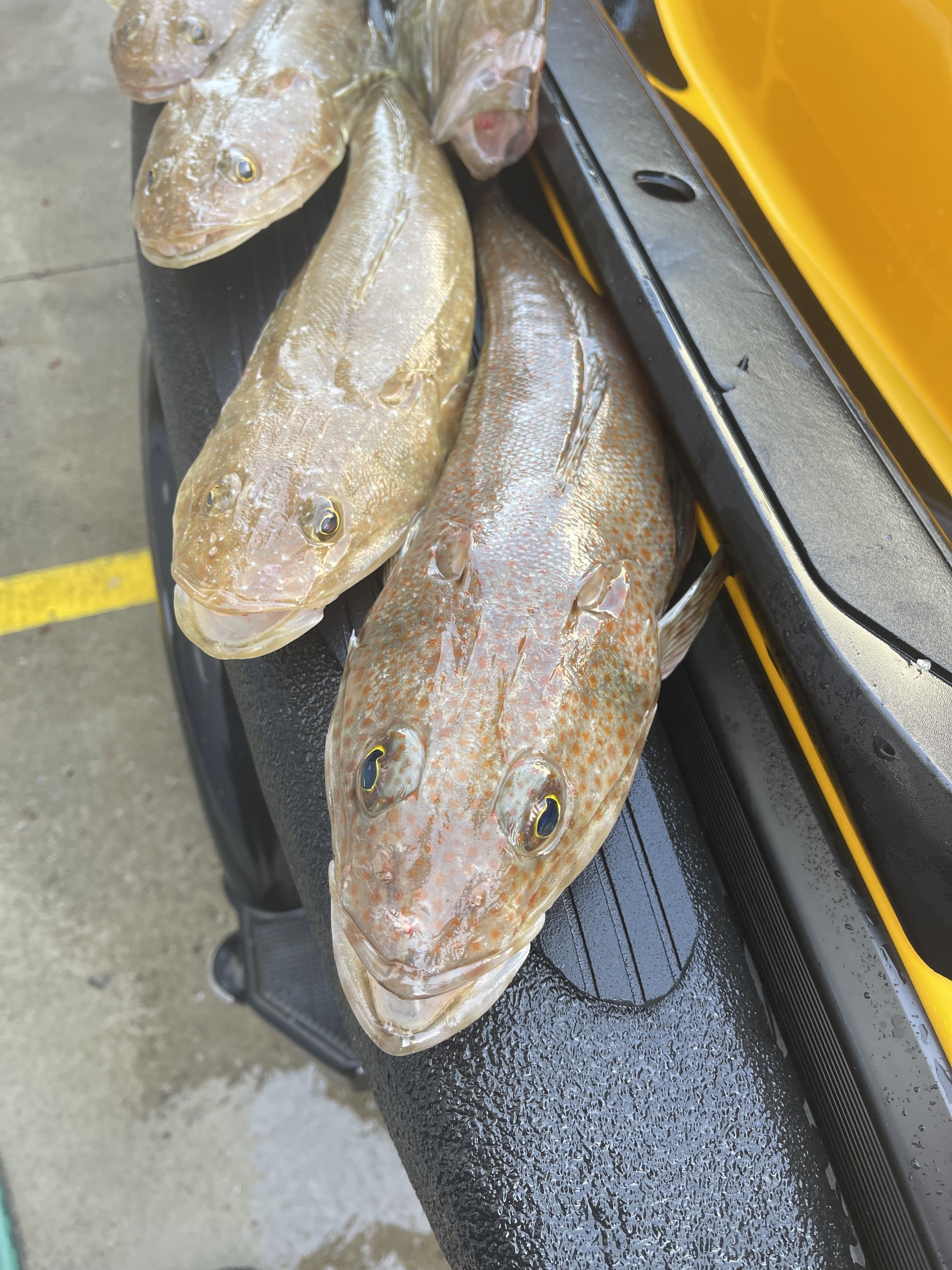 Johnny Roche Fish Fishing for Johnny - Saltwater Fishing Reports - DECKEE Community