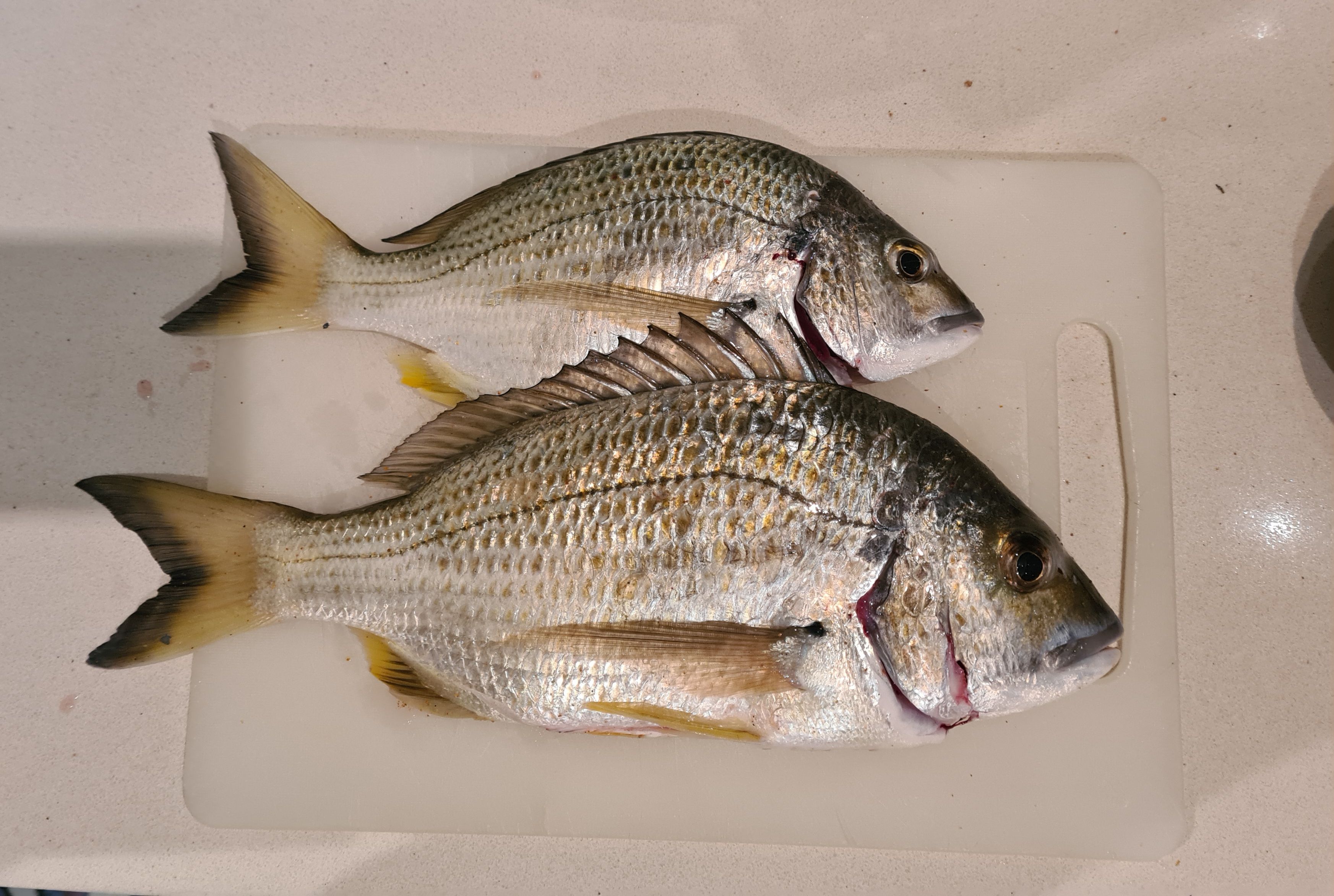 In the surf, 29/7 - Saltwater Fishing Reports - DECKEE Community