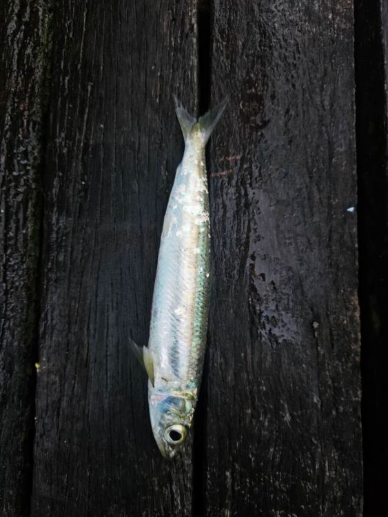 Winter Ajing in Sydney - Saltwater Fishing Reports - DECKEE Community