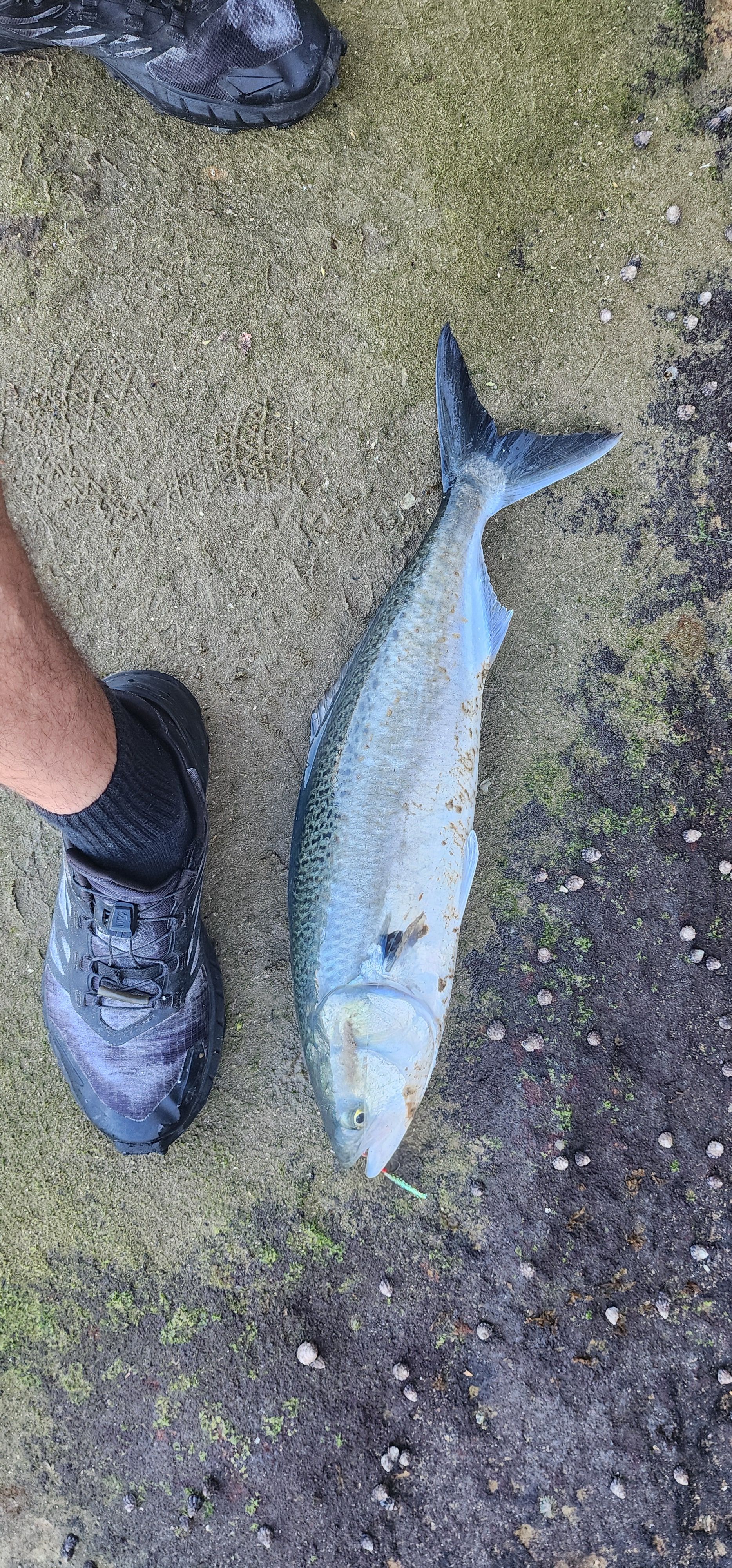 Pb salmon - Saltwater Fishing Reports - DECKEE Community