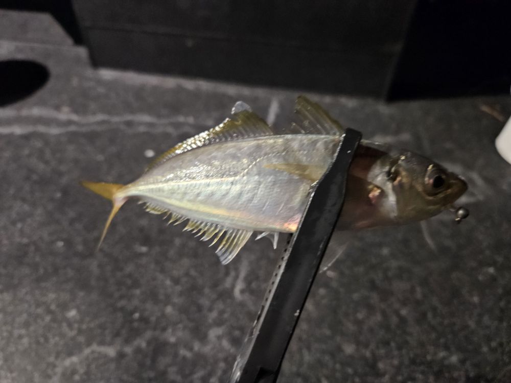 Pelagics, big and small - Saltwater Fishing Reports - DECKEE Community