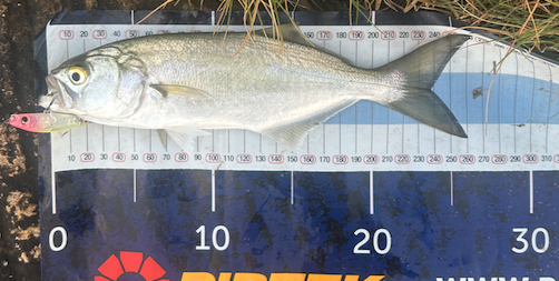 When little choppers are noteworthy... - Saltwater Fishing Reports ...