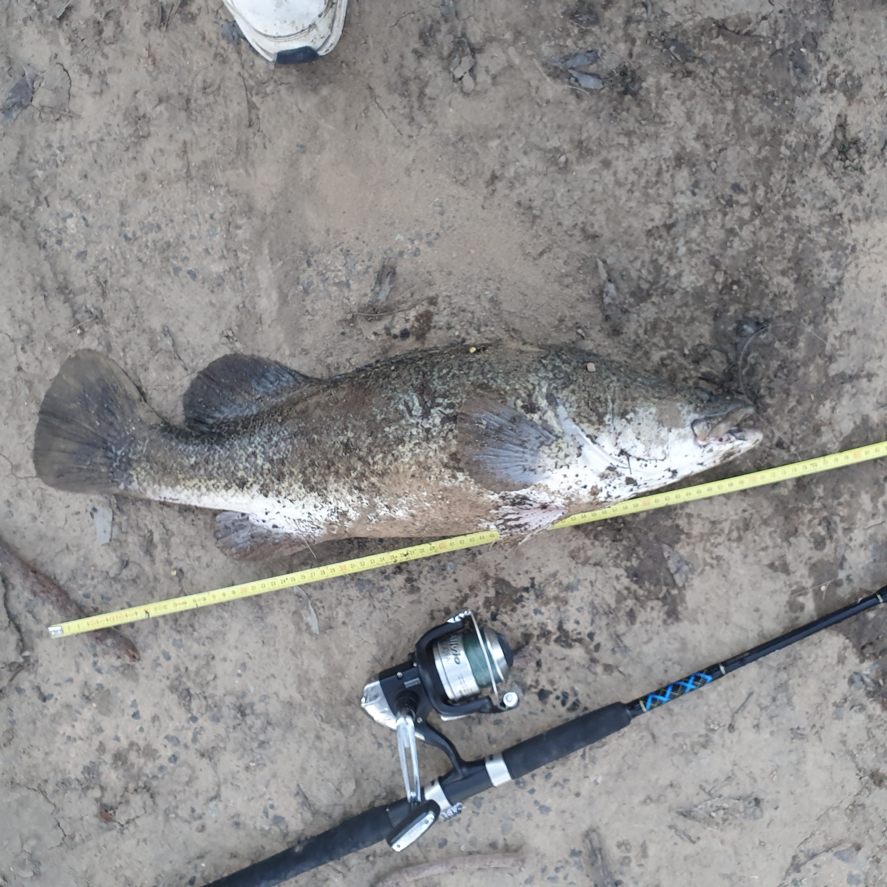 Coming Cod Fish 2025 Cod opening... - Freshwater Fishing Reports - DECKEE Community