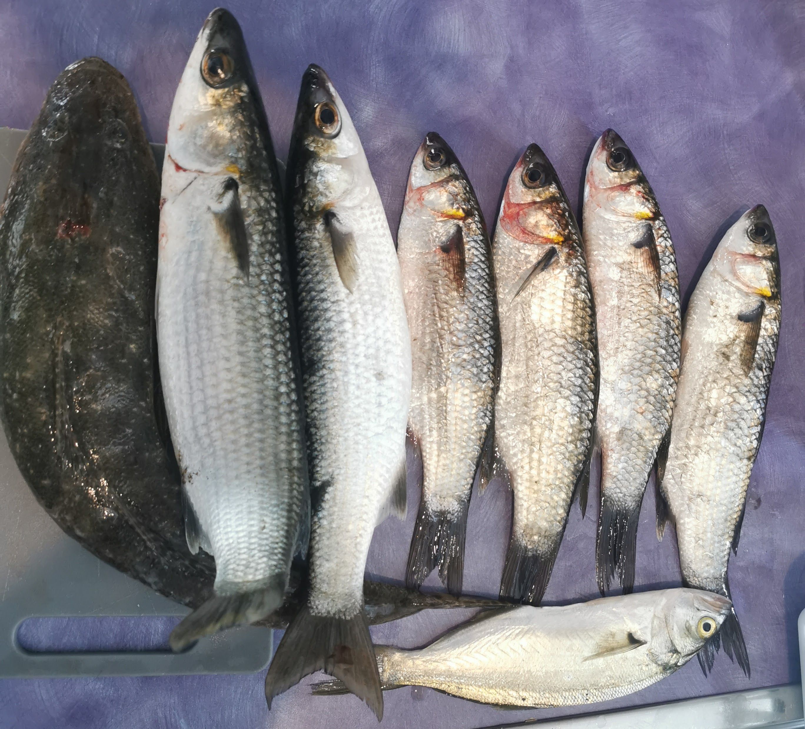 Saltwater Inlet Fish Sussex Inlet 13/12/25 - Saltwater Fishing Reports - DECKEE Community