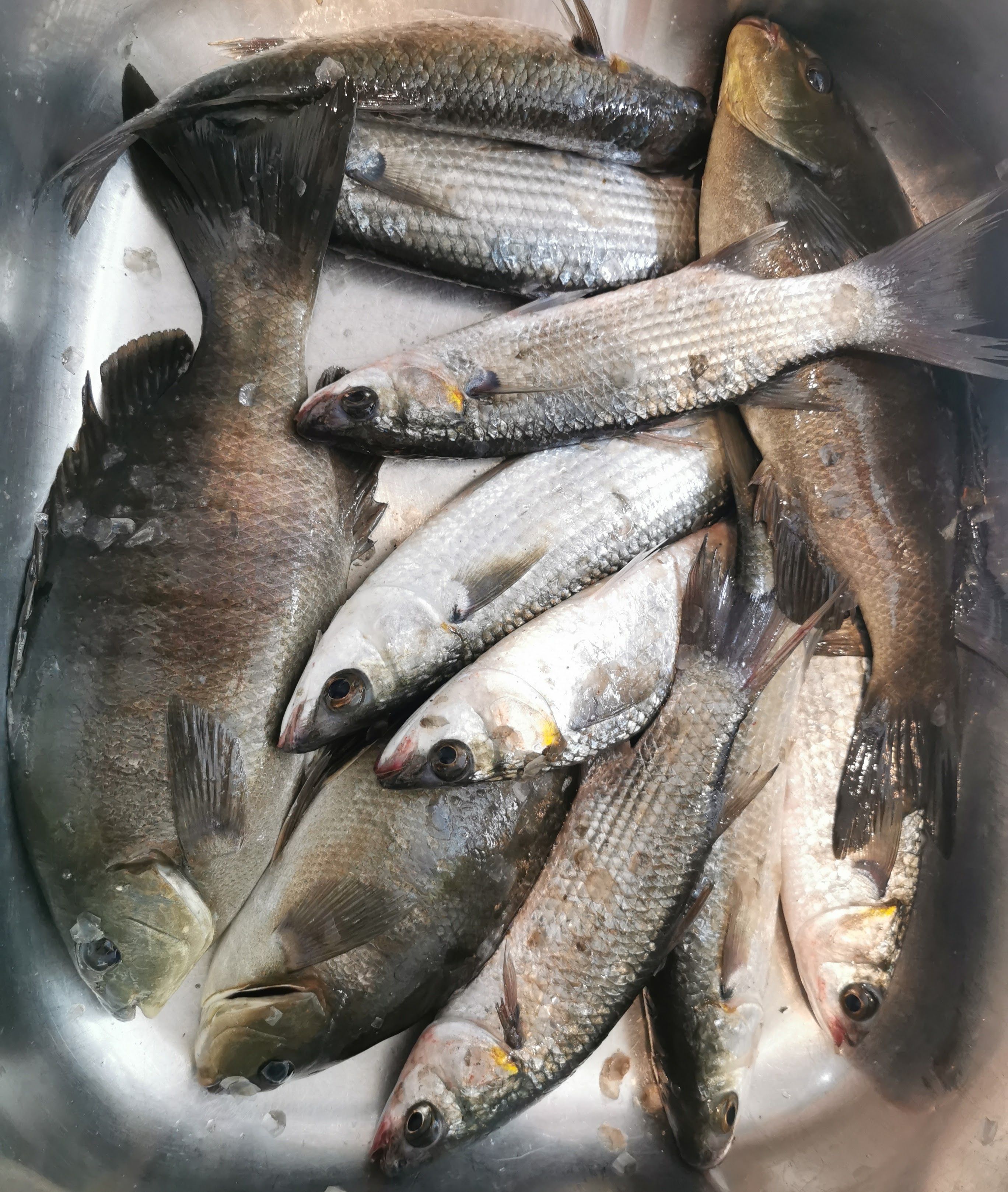 Saltwater Inlet Fish Sussex Inlet 13/12/25 - Saltwater Fishing Reports - DECKEE Community