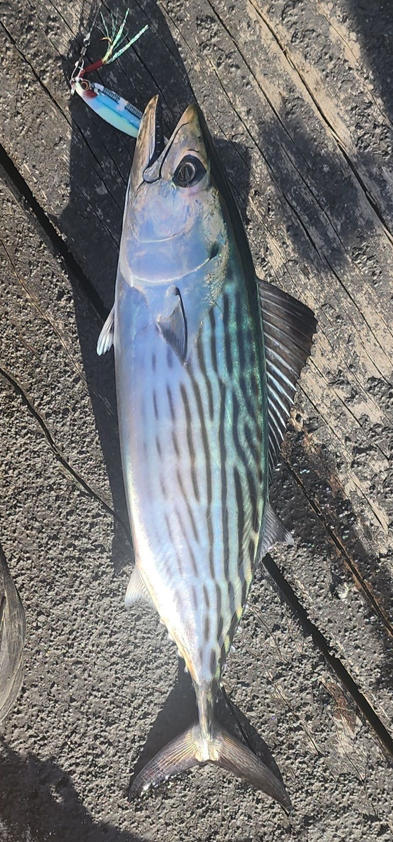 Bonito flesh mushy - Saltwater Fishing Chat - DECKEE Community