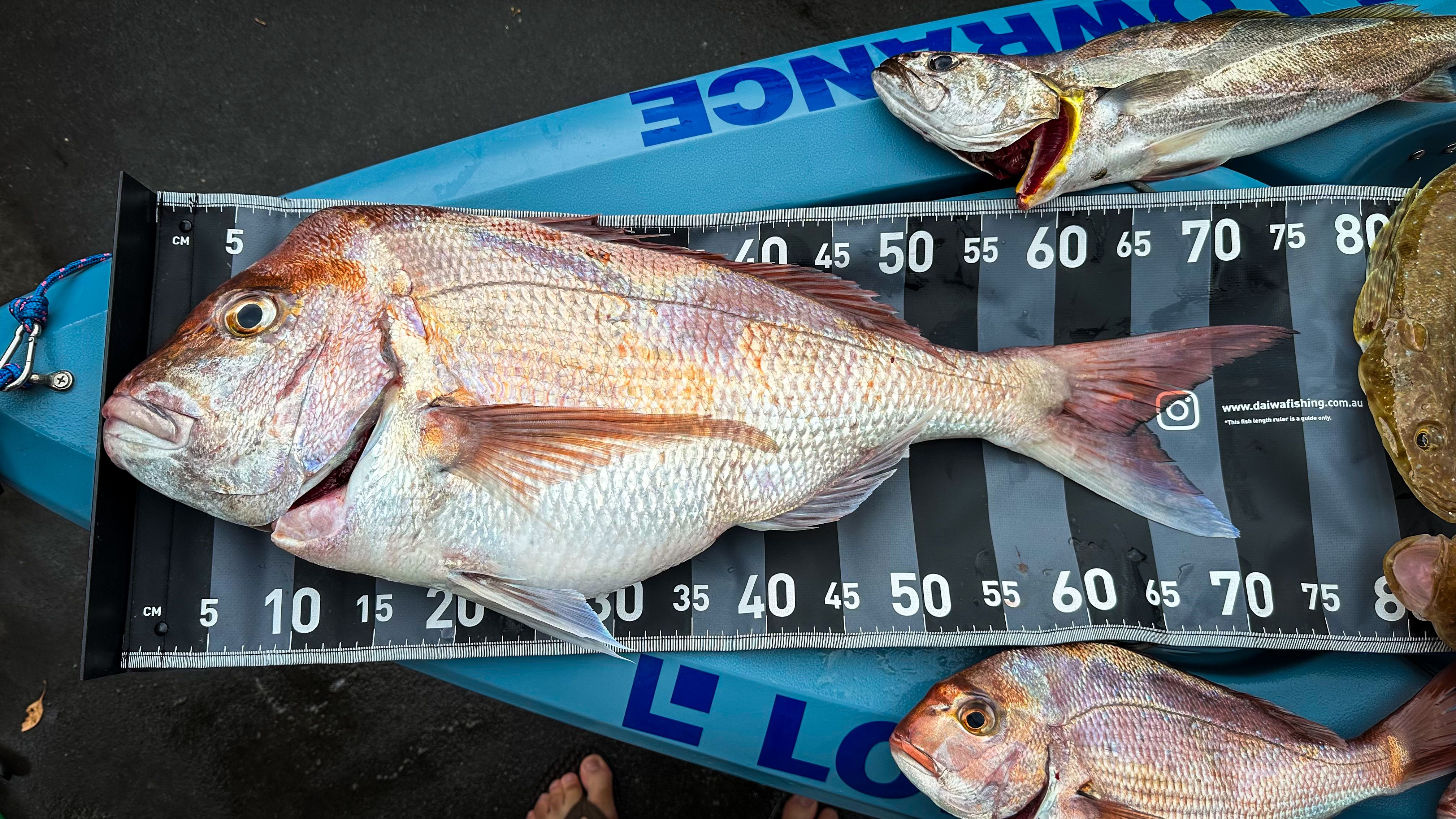 75cm PB Snapper - Saltwater Fishing Reports - DECKEE Community