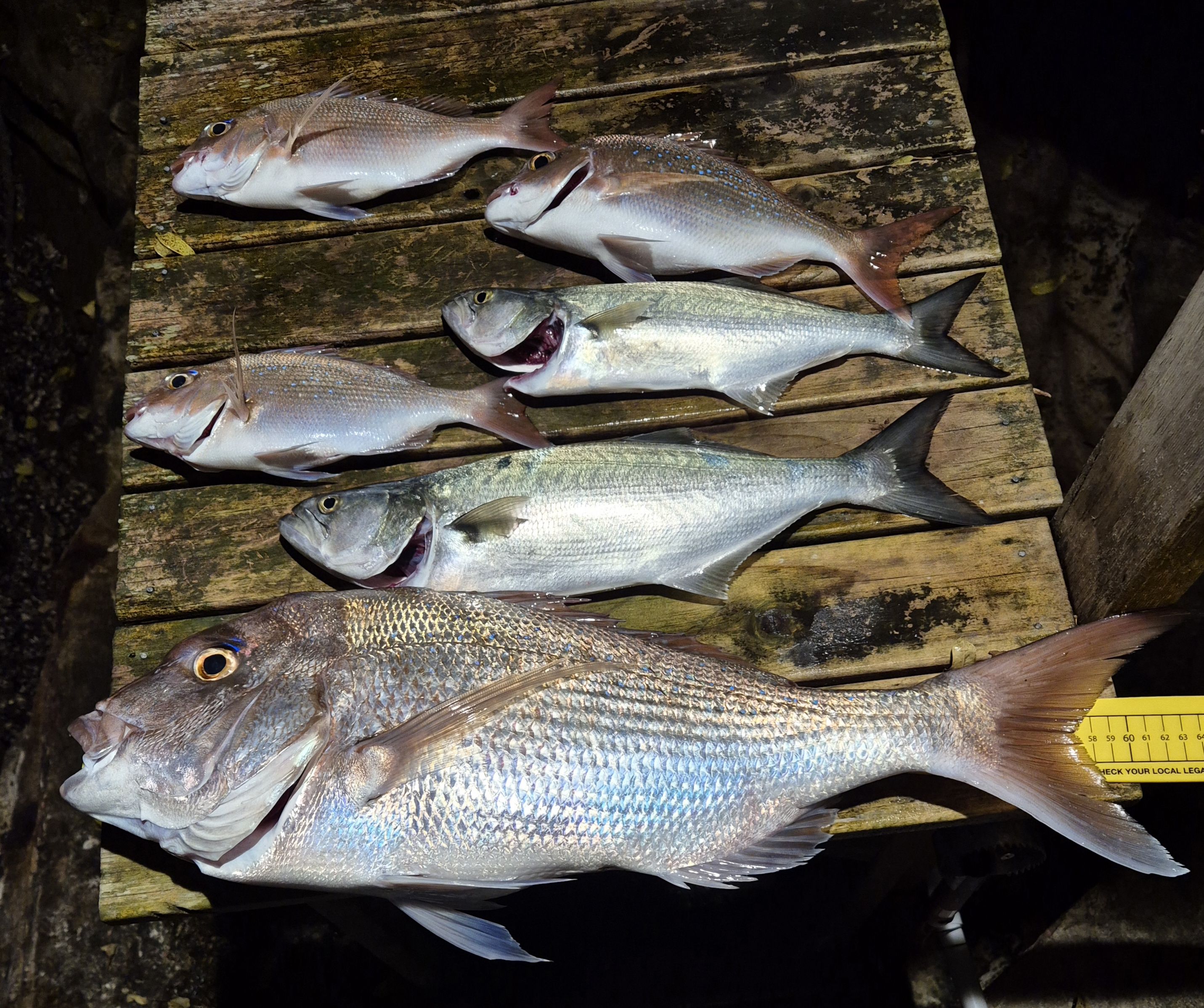 Bate Bay - Saltwater Fishing Reports - DECKEE Community