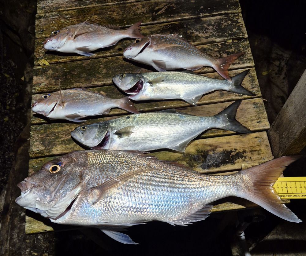 Bate Bay - Saltwater Fishing Reports - DECKEE Community