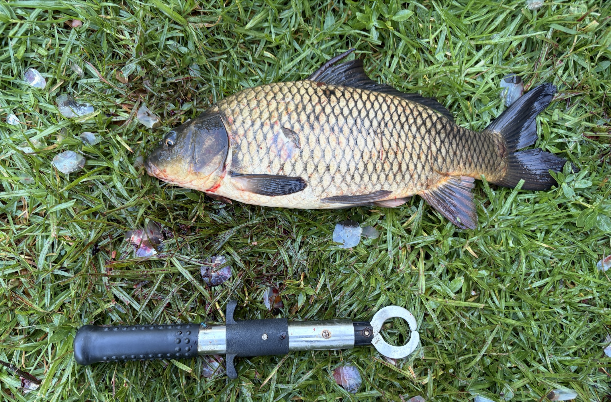 Parramatta Carp - and my first Freshwater report !!!! - Freshwater ...