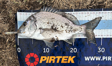Tarban Dog Walking - Saltwater Fishing Reports - DECKEE Community