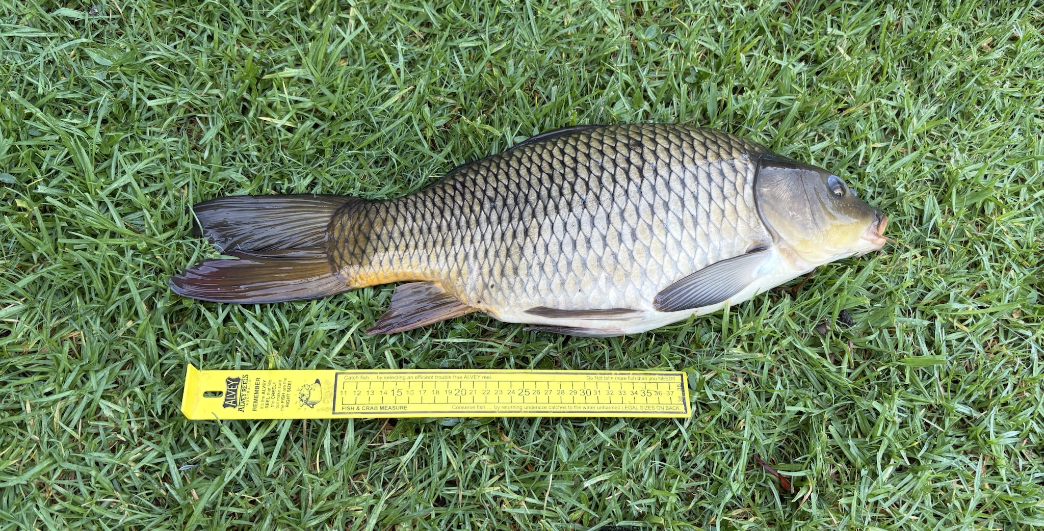 Parramatta Carp - and my first Freshwater report !!!! - Freshwater ...