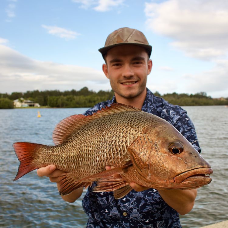 A Mid-North Coast Mangrove Jack Trip With Some Welcome Bi-Catch ...