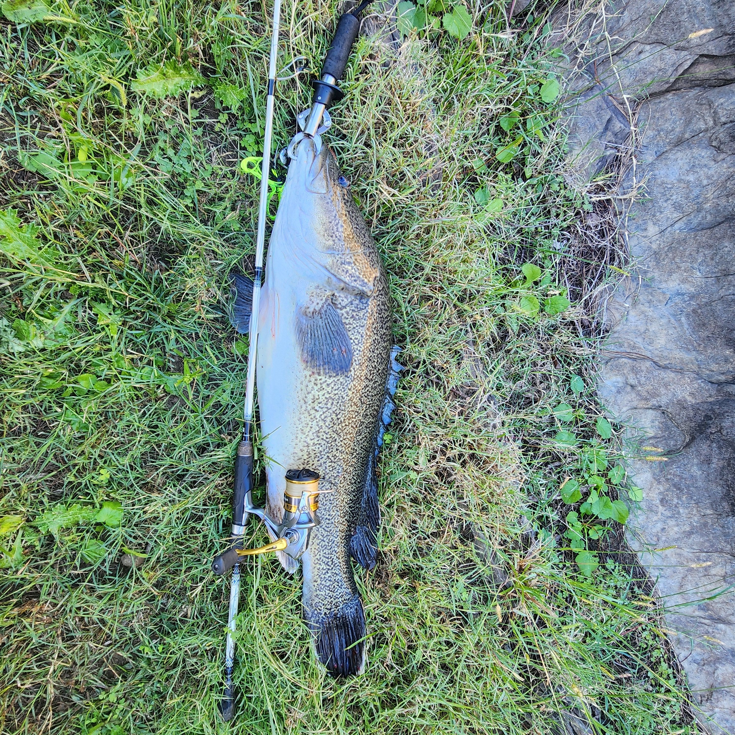 Cod baby - Freshwater Fishing Reports - DECKEE Community