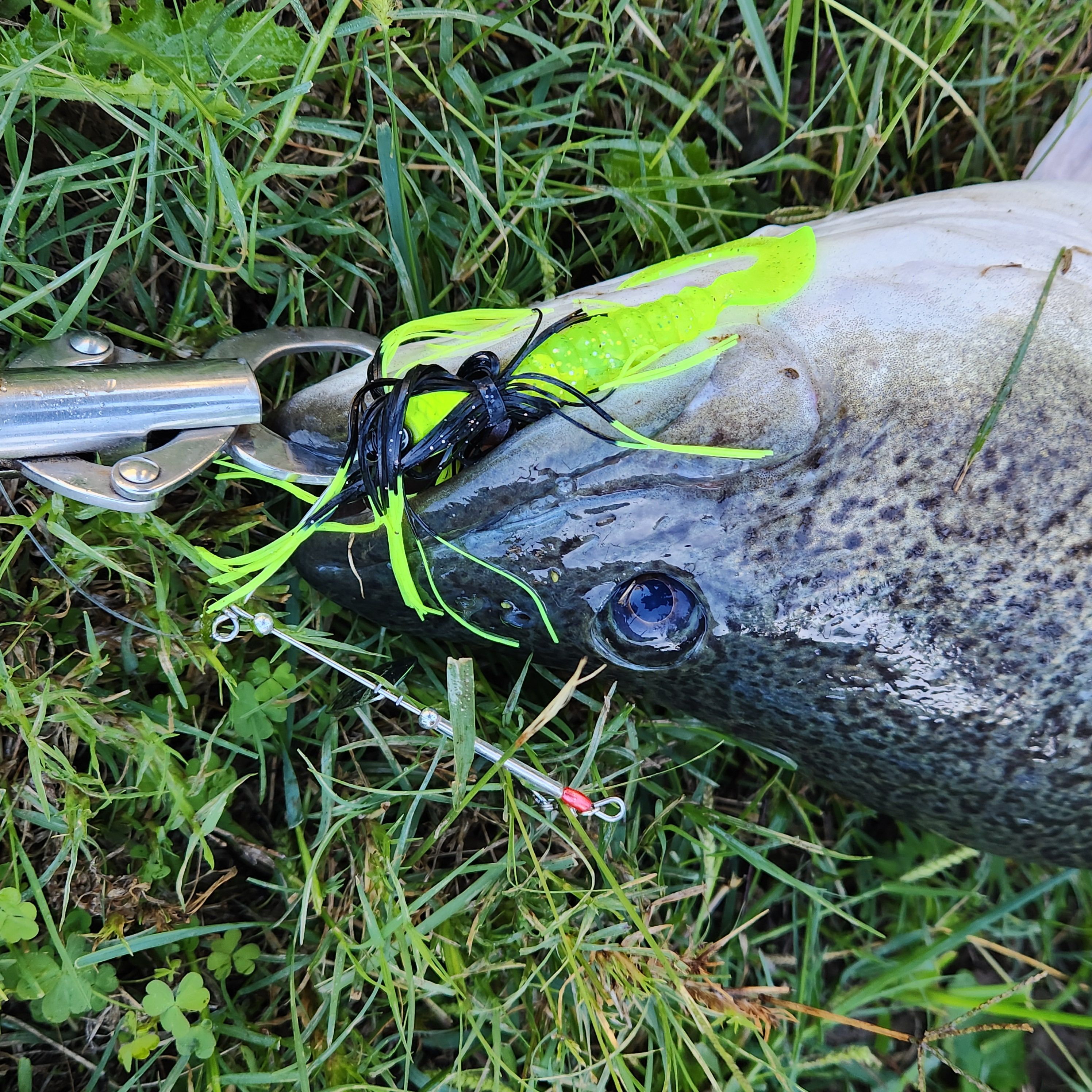 Cod baby - Freshwater Fishing Reports - DECKEE Community