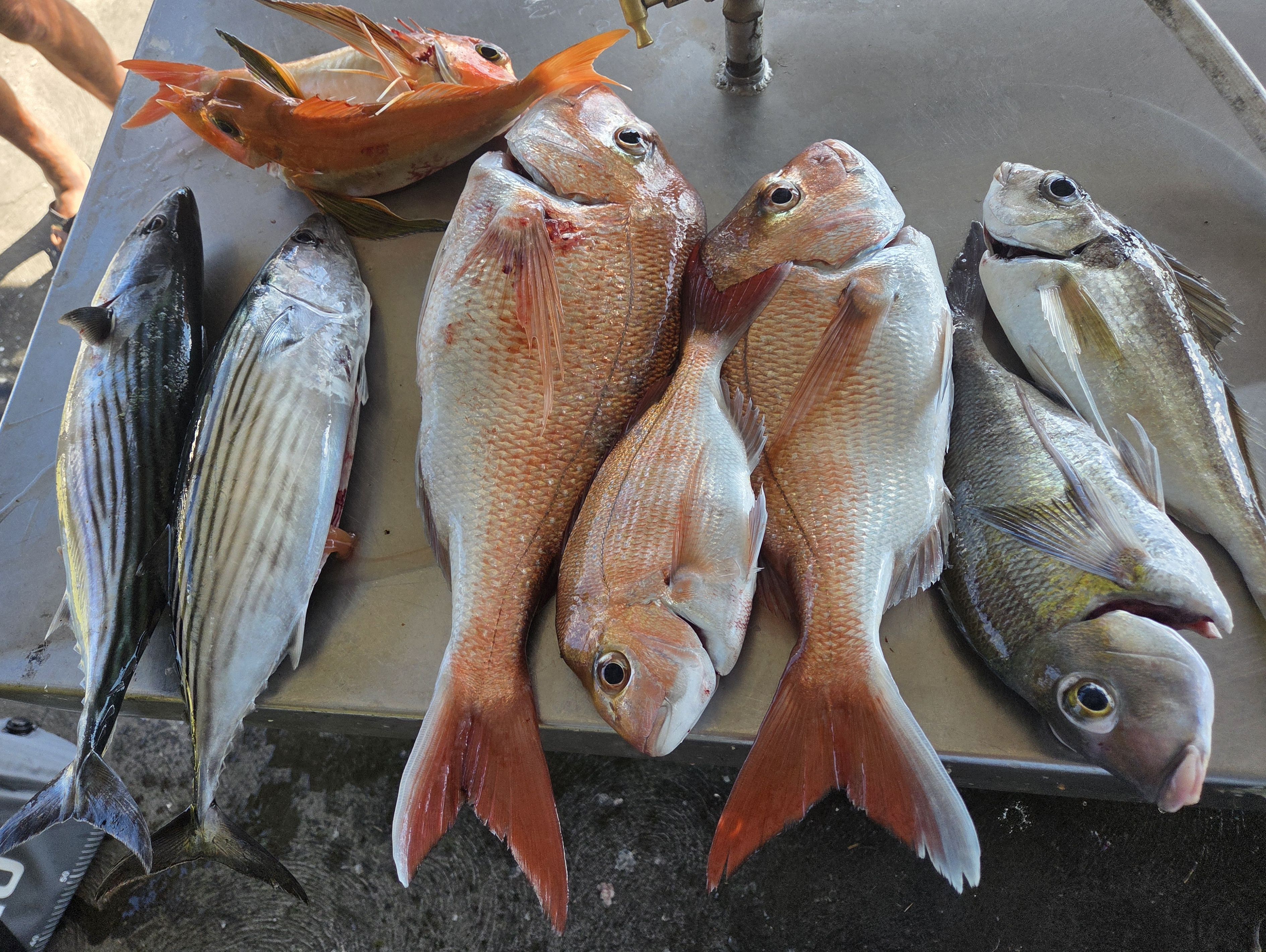 Robish Fish JB last 2 days - Saltwater Fishing Reports - DECKEE Community