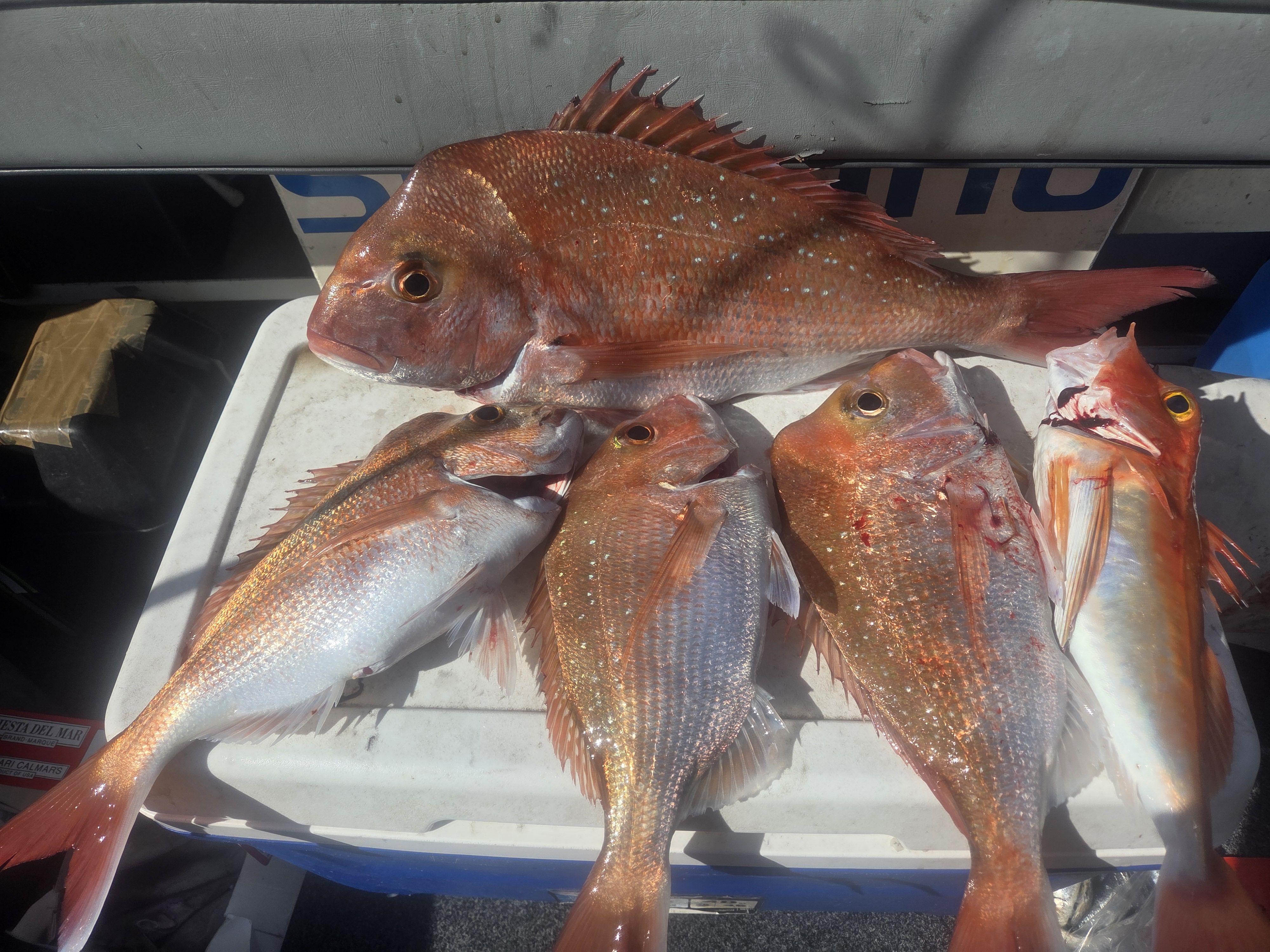 Robish Fish JB last 2 days - Saltwater Fishing Reports - DECKEE Community