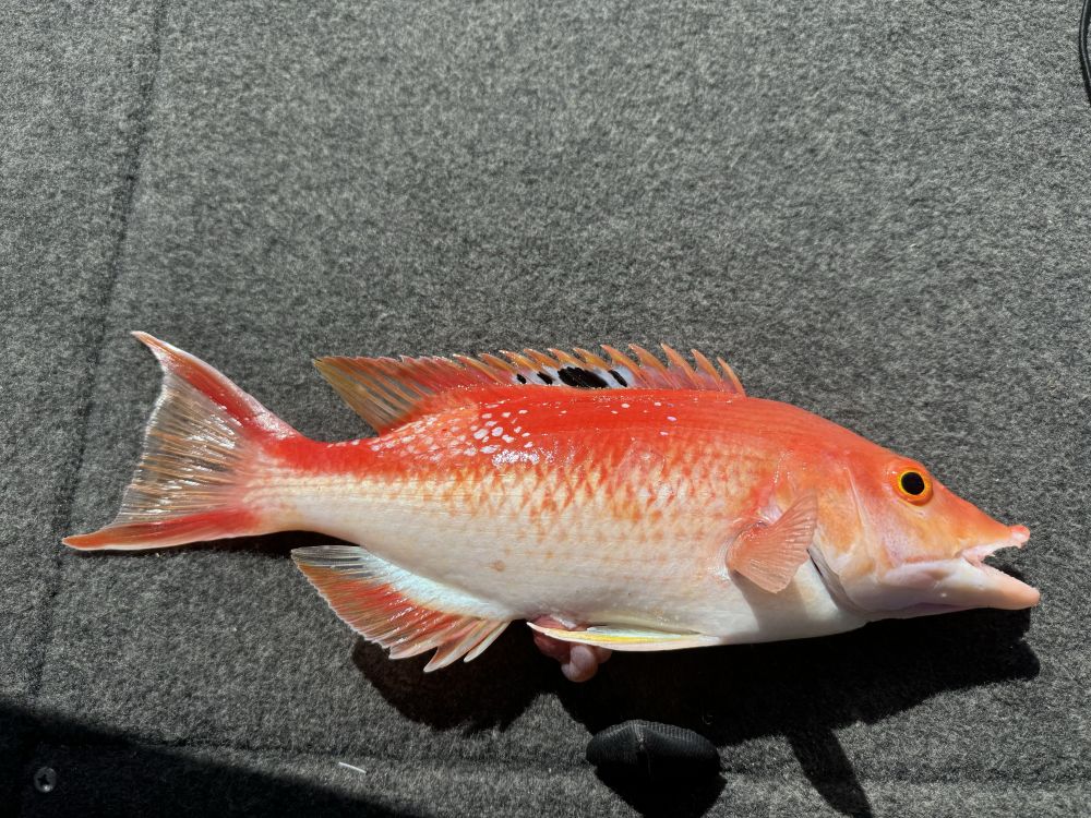 JetSki Fishing - Kings, Snapper, Trag and Perch - Saltwater Fishing ...