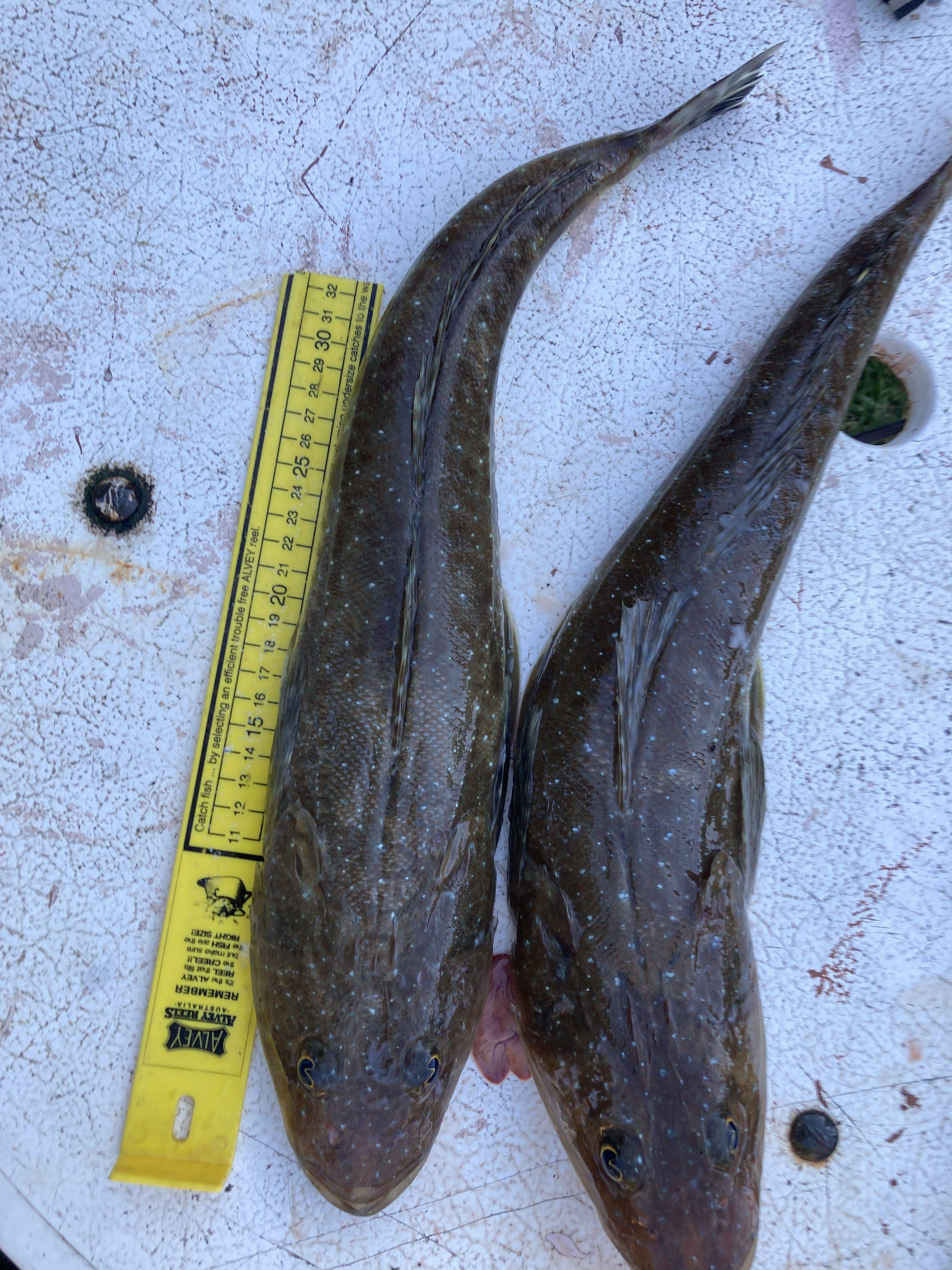 Bonito Rig Some Nice Bluespots and Bonito - Saltwater Fishing Reports - DECKEE ...