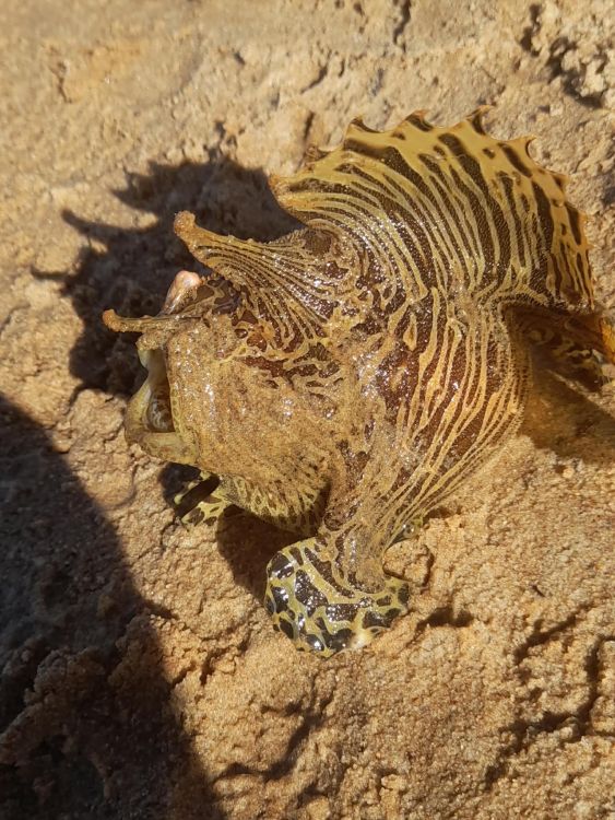 Getting back some mojo - Saltwater Fishing Reports - DECKEE Community