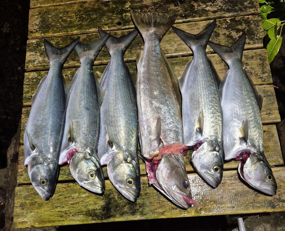 Bate Bay - Saltwater Fishing Reports - DECKEE Community