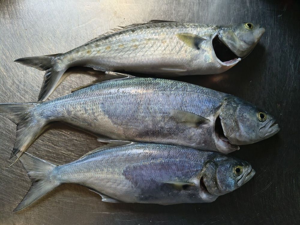 Surf fishing 10/5/26 - Saltwater Fishing Reports - DECKEE Community