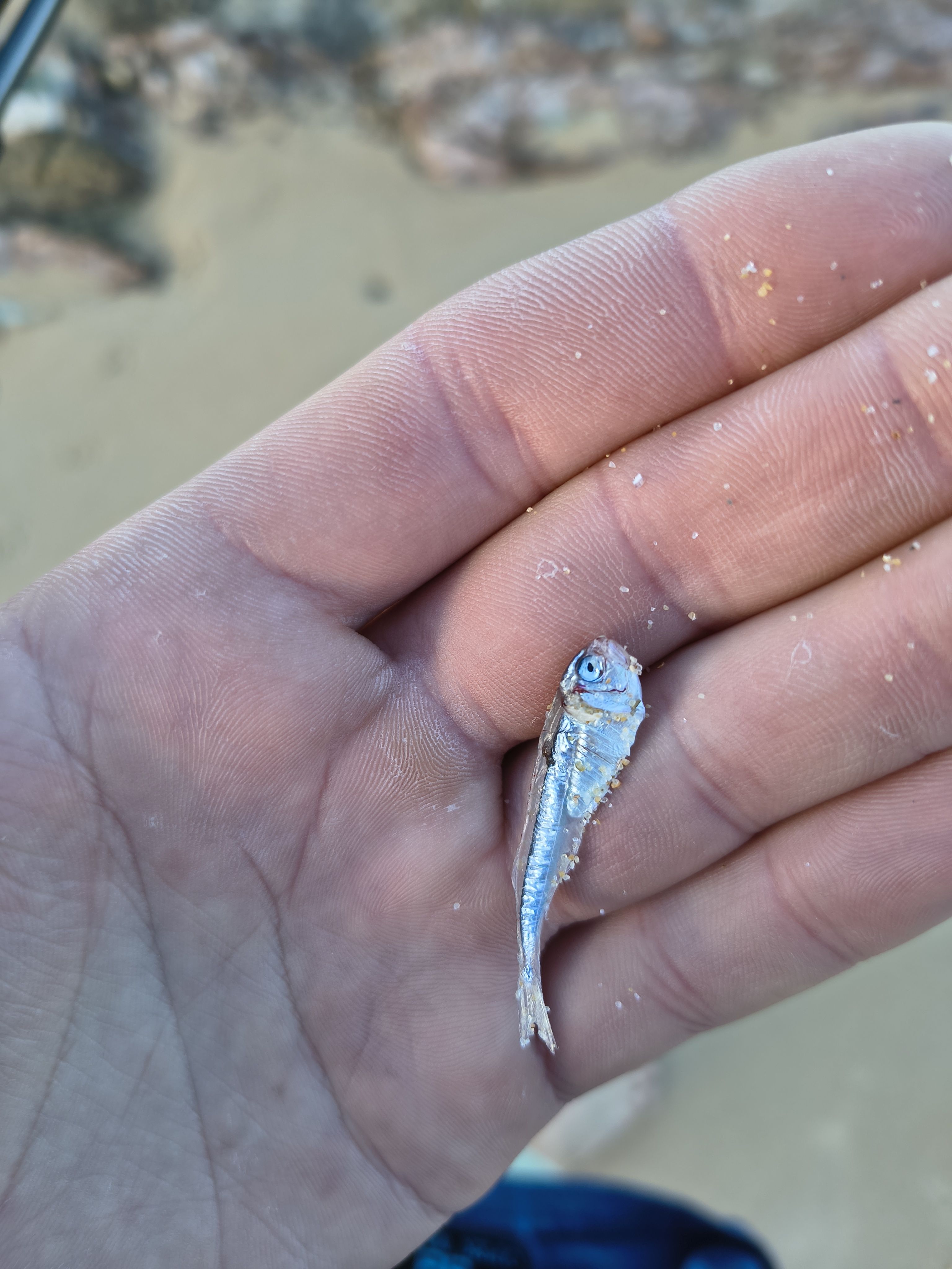 Small fish washed up on local beach (Surf Sardine and ?) - The Aquarium ...