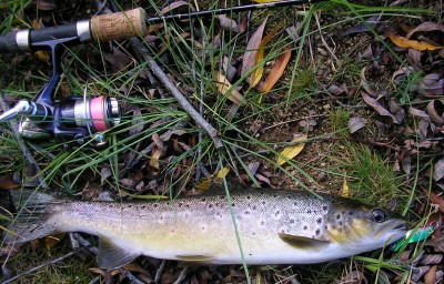 Tassie Trout Pt2 - Saltwater Fishing Reports - DECKEE Community