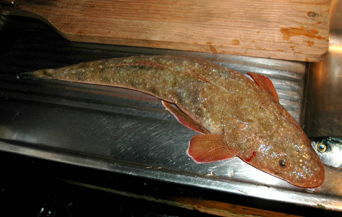 fish with flat head
