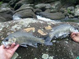 fishing planet neherrin river largemouth bass depth