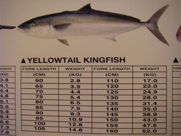 How To Weigh Your Fish With A Ruler - The Library - DECKEE Community